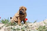 SHAR-PEI 078